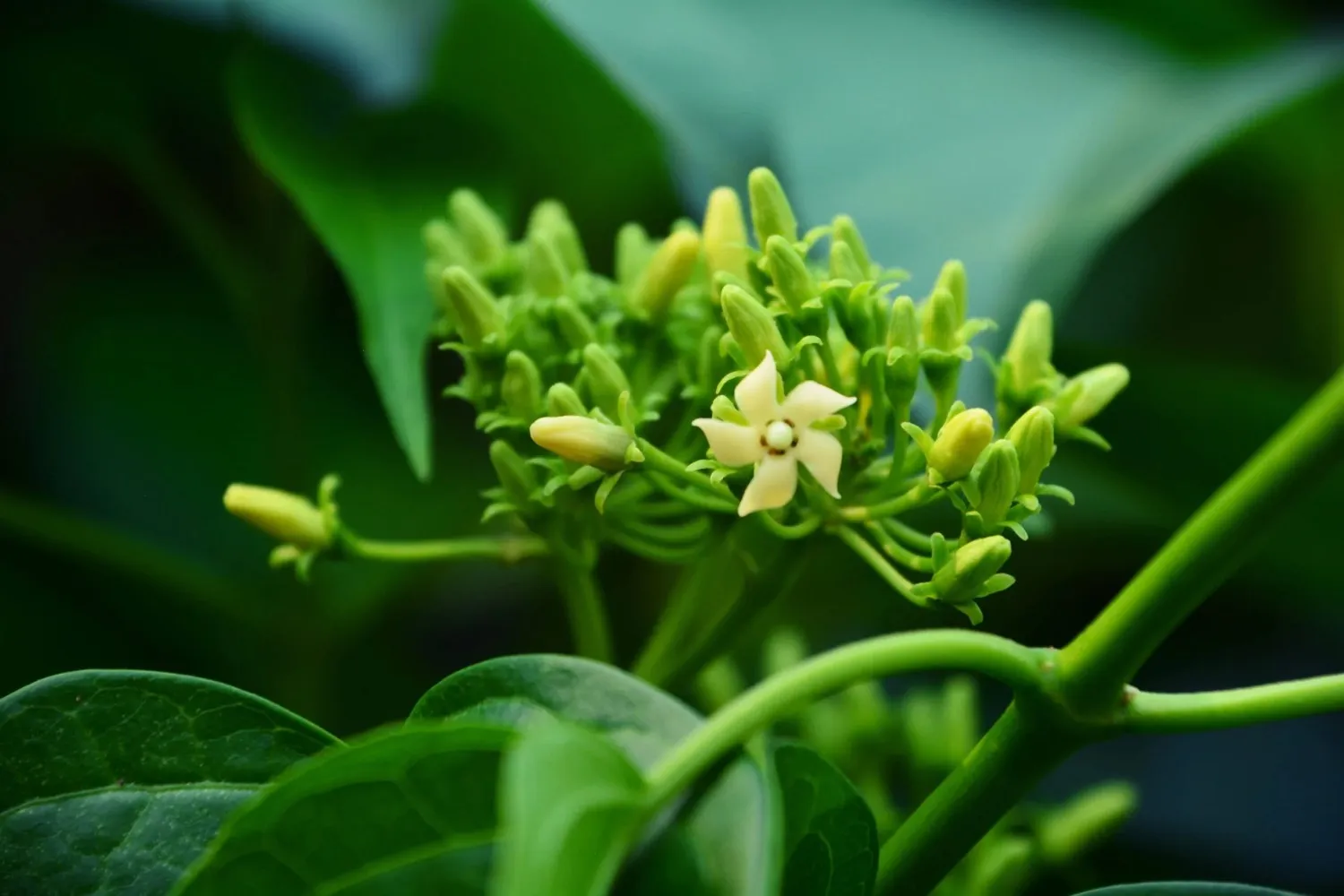 GlucoZen™ Gymnema Sylvestre Extract